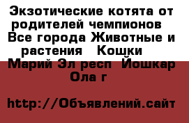  Экзотические котята от родителей чемпионов - Все города Животные и растения » Кошки   . Марий Эл респ.,Йошкар-Ола г.